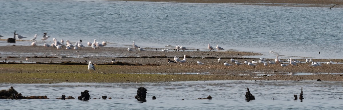 Sandwich Tern - ML615871900