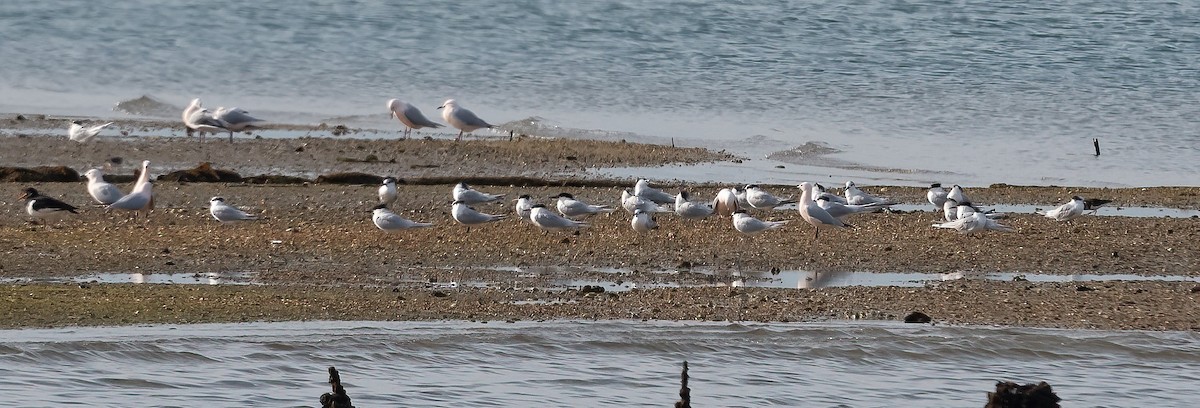 Sandwich Tern - ML615871907