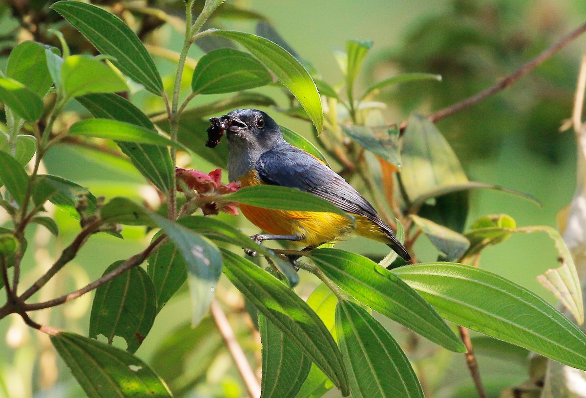 Orange-bellied Flowerpecker - ML61587191