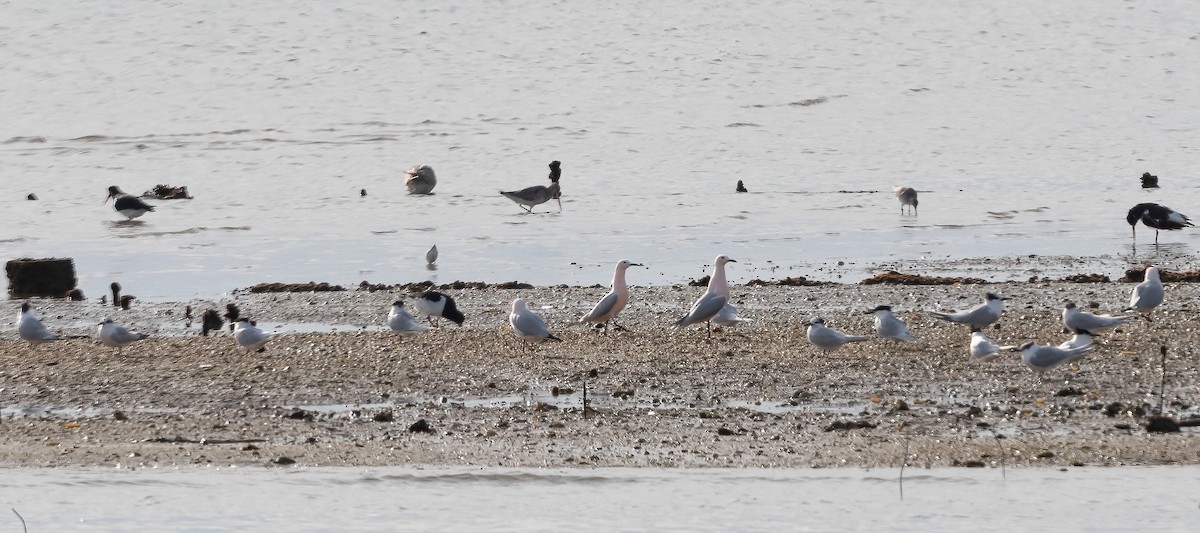 Slender-billed Gull - Eric Francois Roualet