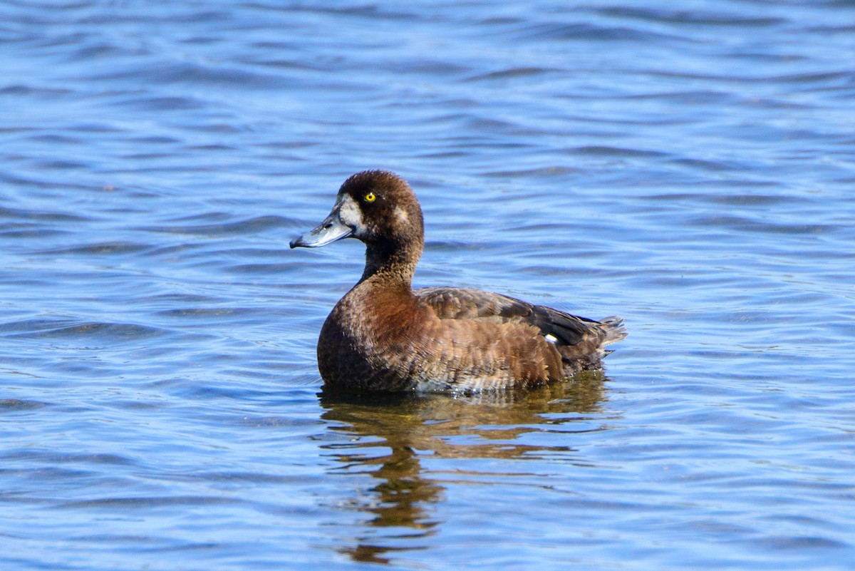 Greater Scaup - Vicki St Germaine