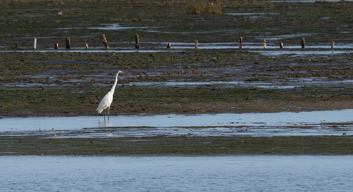 Great Egret (alba) - ML615871939