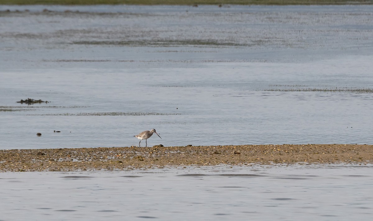 Bar-tailed Godwit - Eric Francois Roualet