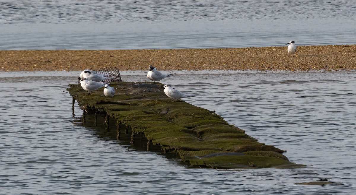 Sandwich Tern - ML615871960