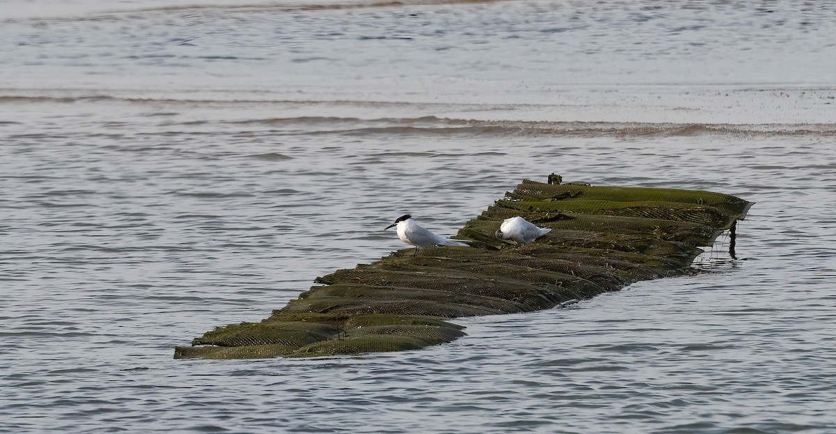 Sandwich Tern - ML615871961