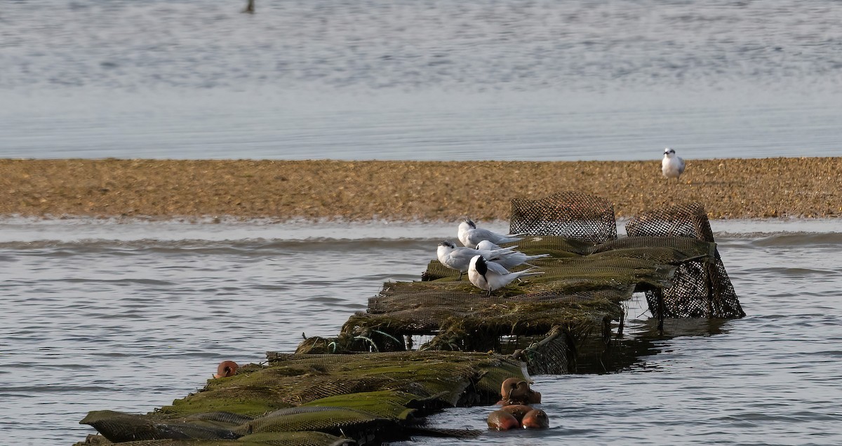 Sandwich Tern - ML615871963