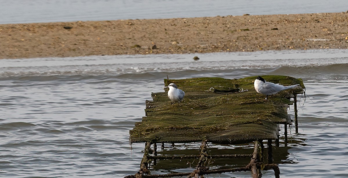 Sandwich Tern - ML615871965