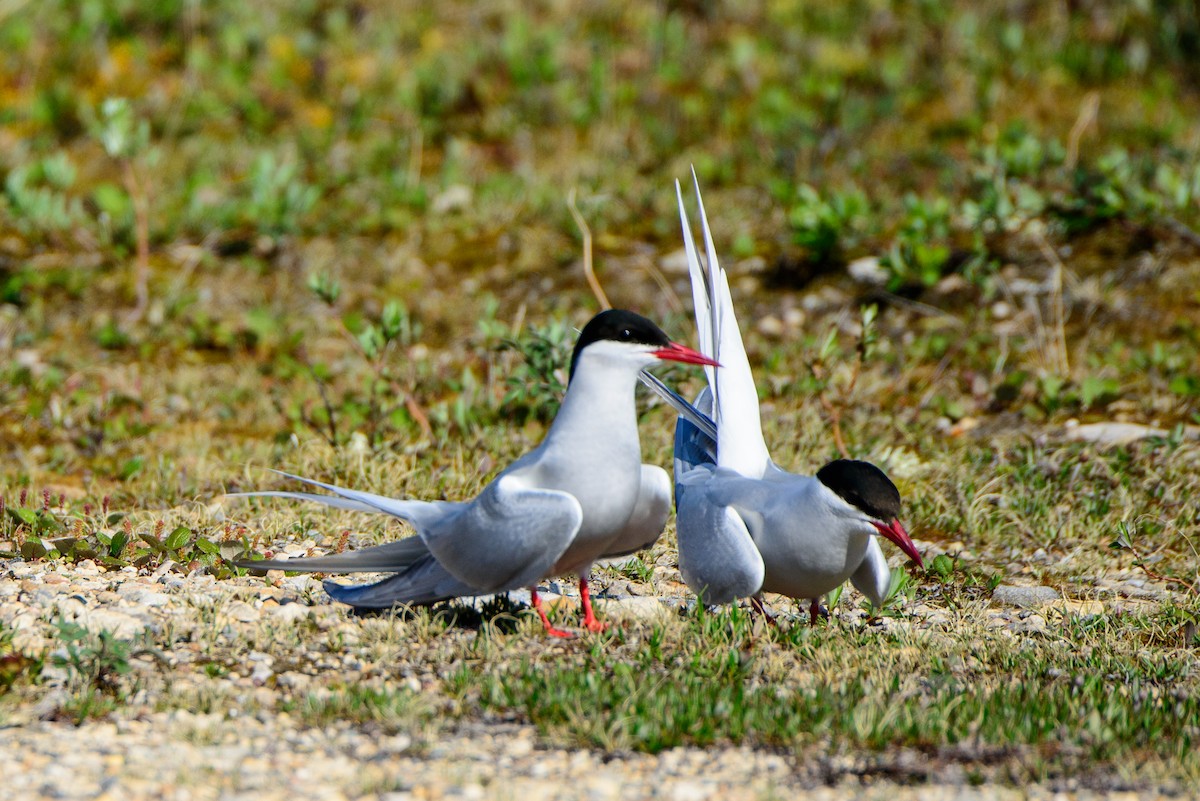 Arctic Tern - ML615871982