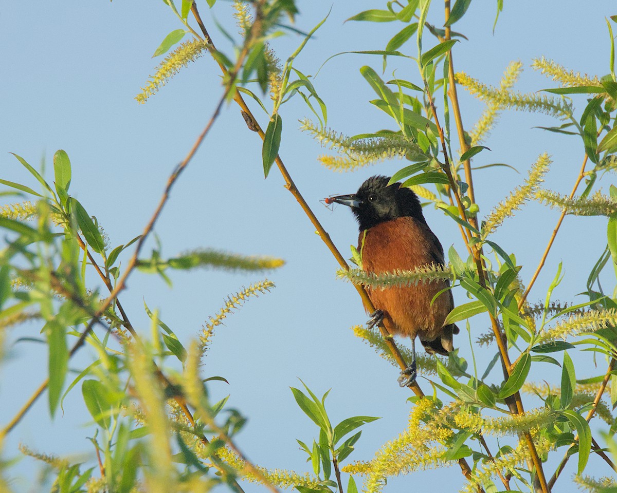 Orchard Oriole - Brenda Callaway