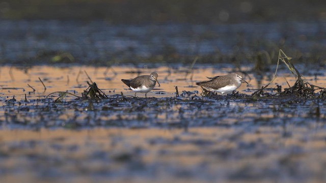 Green Sandpiper - ML615872034