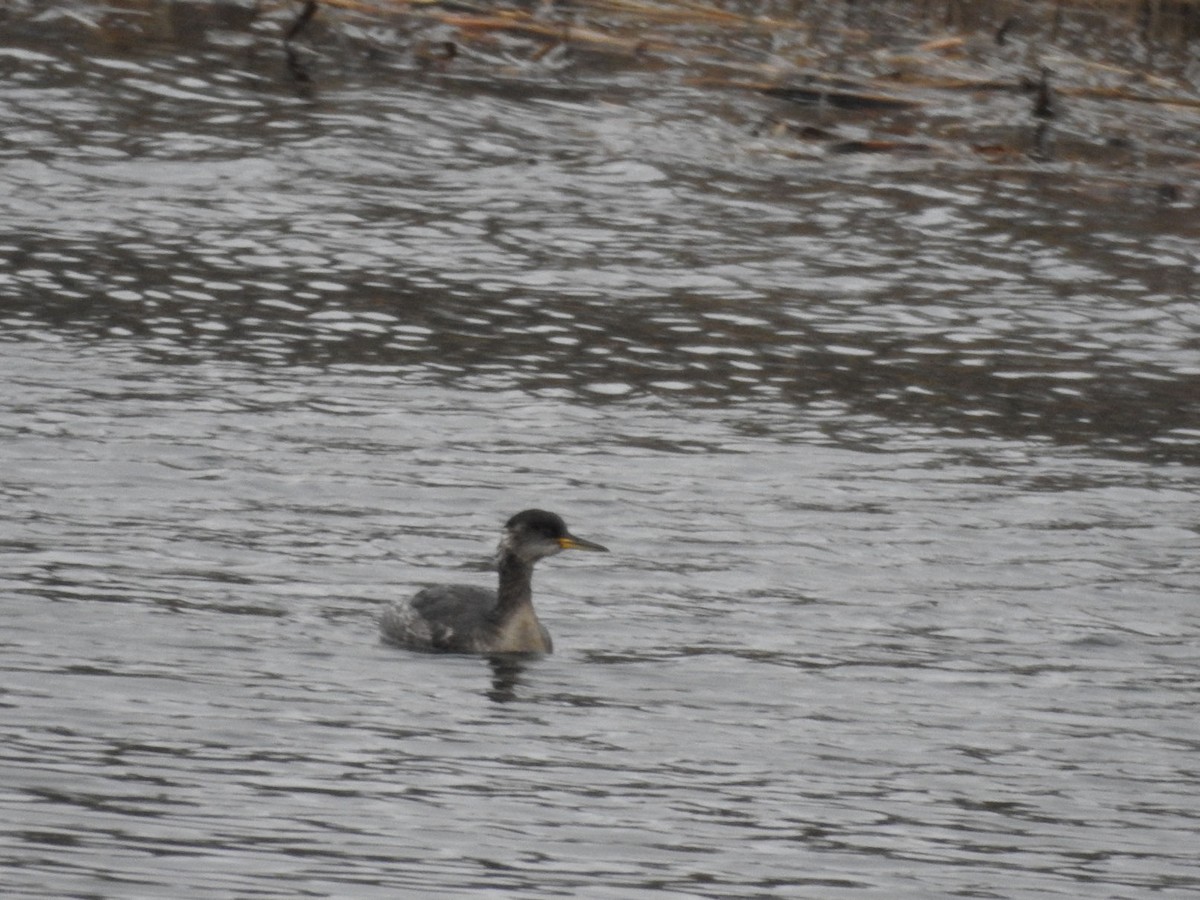 Red-necked Grebe - ML615872038