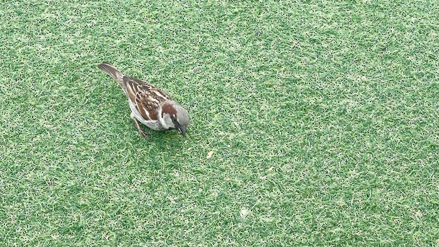 House Sparrow - ML615872045