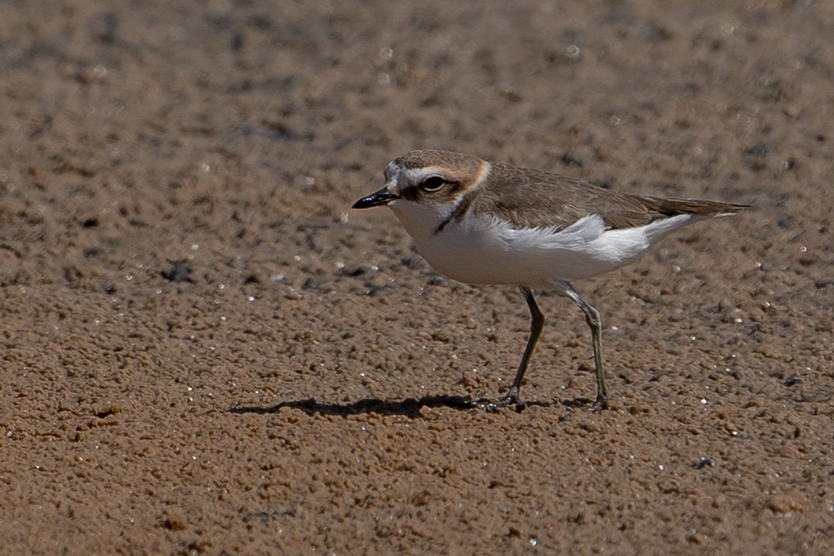 Kentish Plover - ML615872054