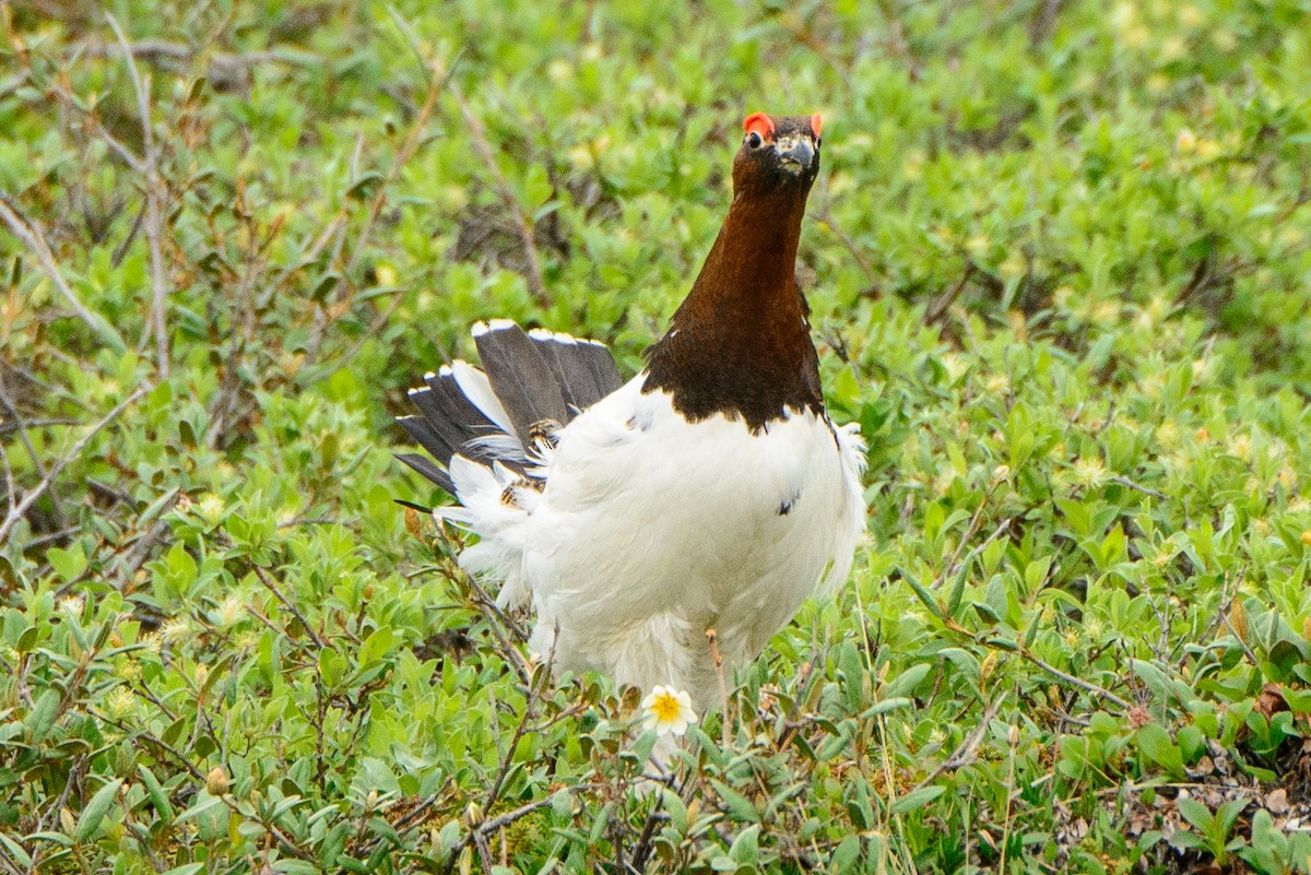 Willow Ptarmigan - Vicki St Germaine