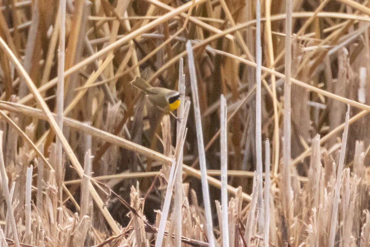 Common Yellowthroat - ML615872093