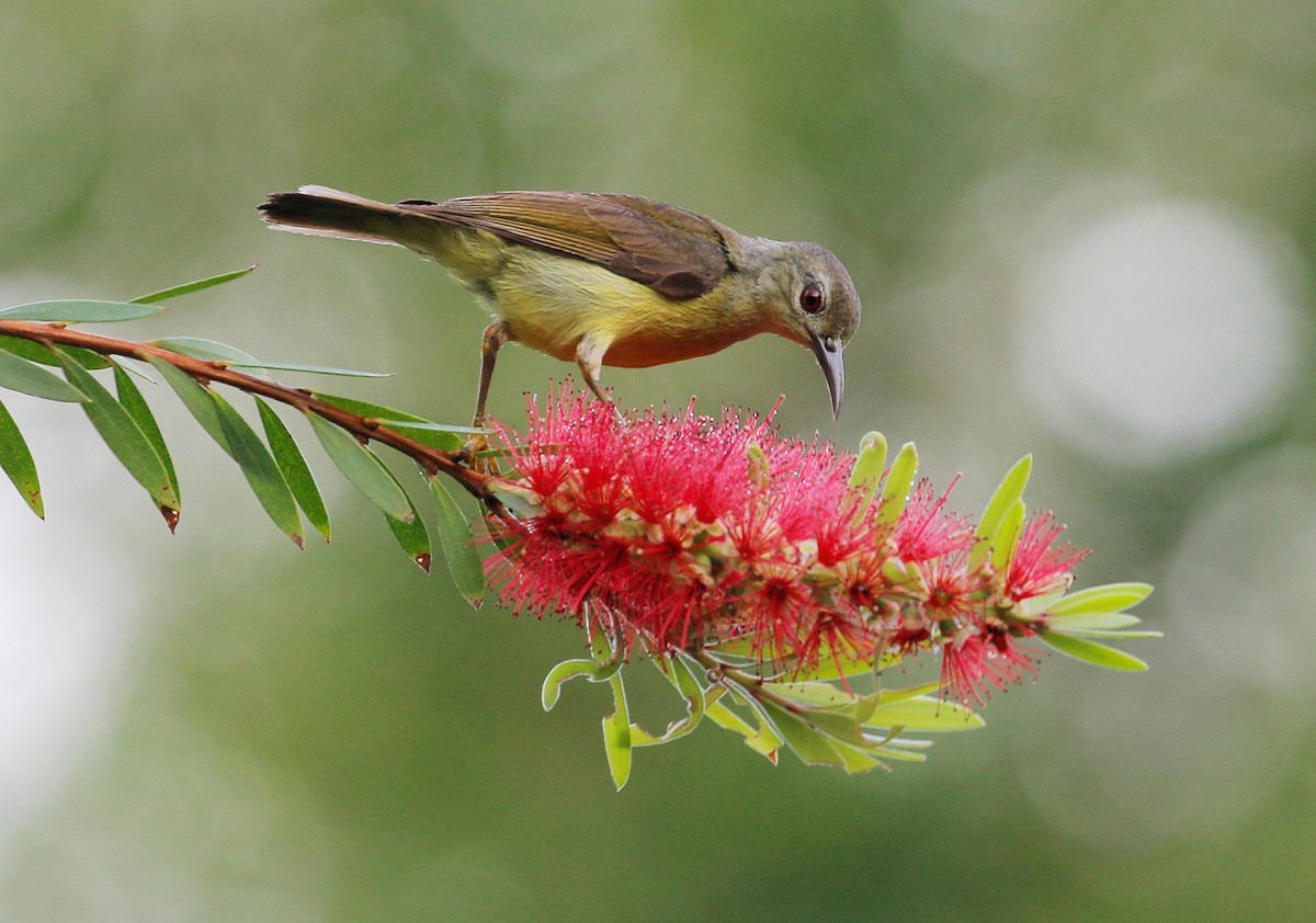 Brown-throated Sunbird - Neoh Hor Kee