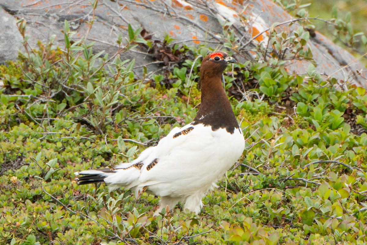 Willow Ptarmigan - Vicki St Germaine