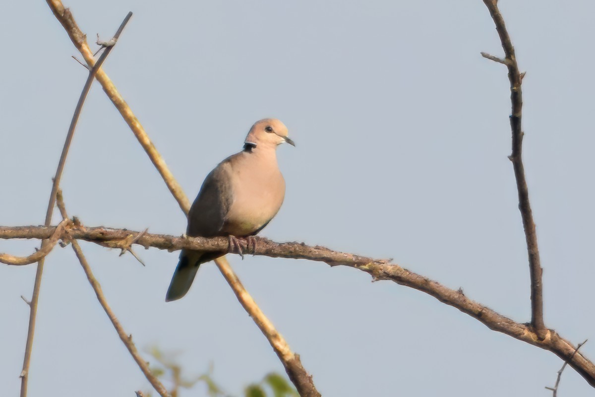 Vinaceous Dove - Giuseppe Citino