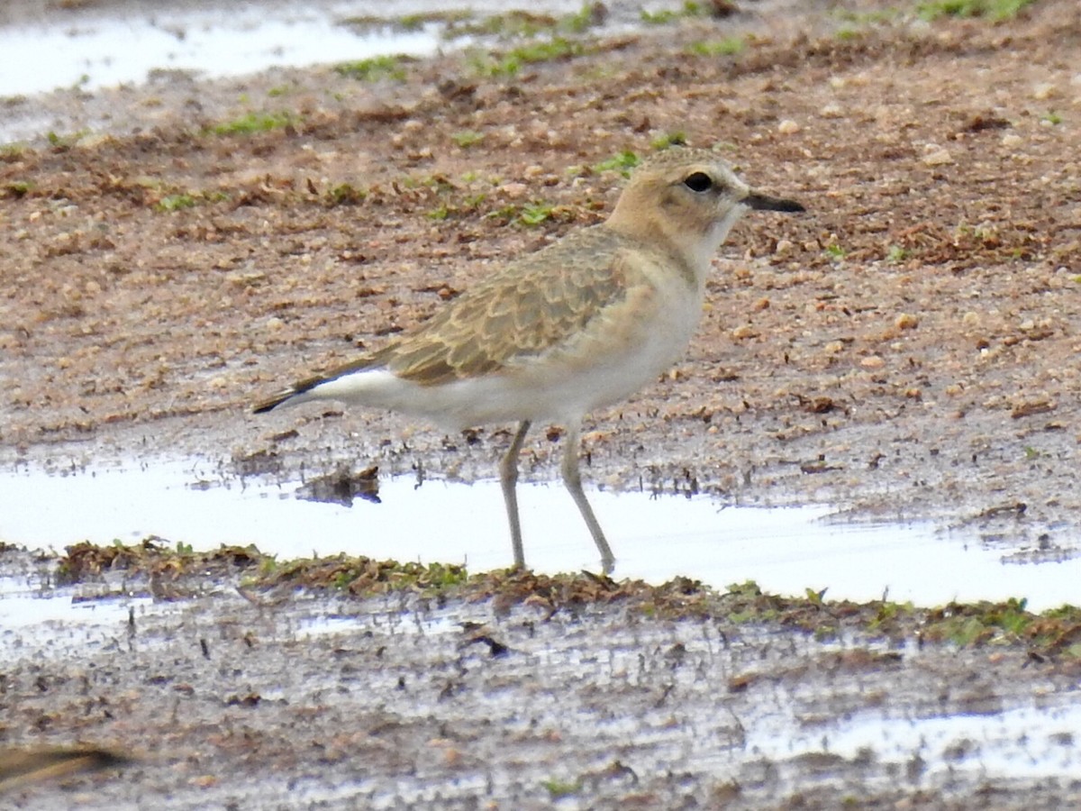 Mountain Plover - ML615872156