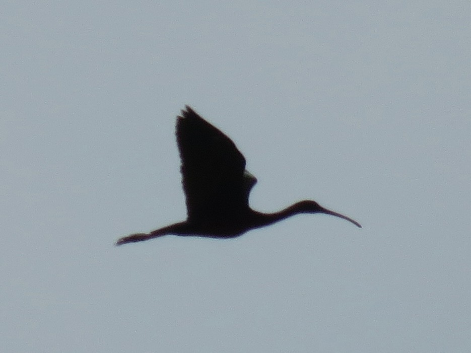 Glossy Ibis - ML615872196