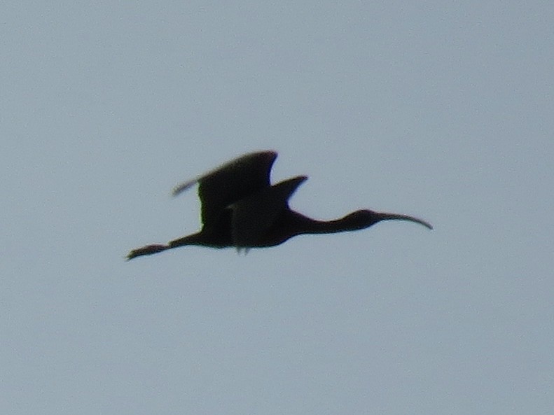 Glossy Ibis - ML615872197