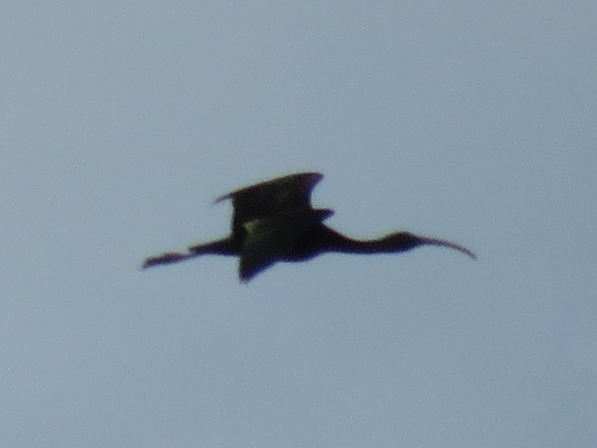 Glossy Ibis - ML615872199