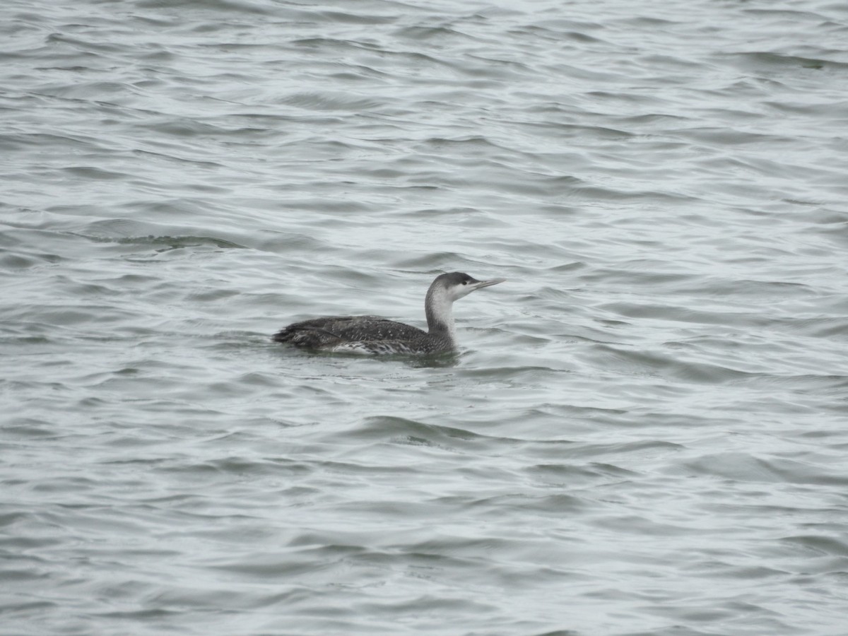 Red-throated Loon - ML615872201