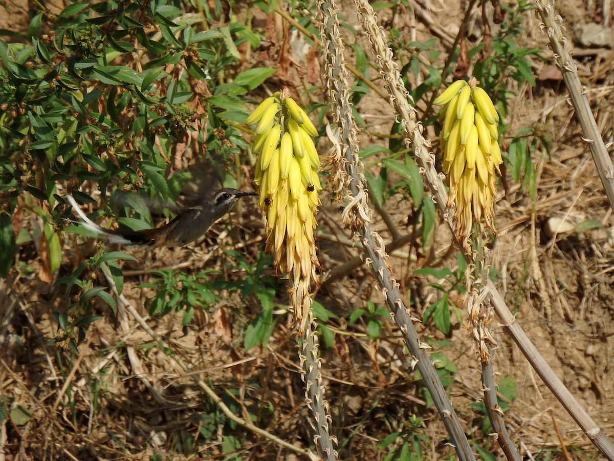 Sooty-capped Hermit - ML615872211