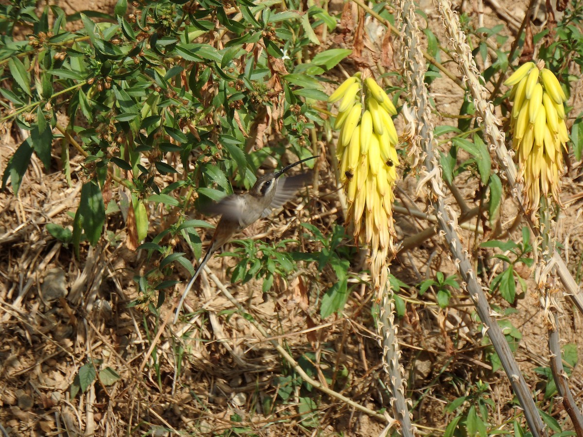 kolibřík tmavotemenný - ML615872213