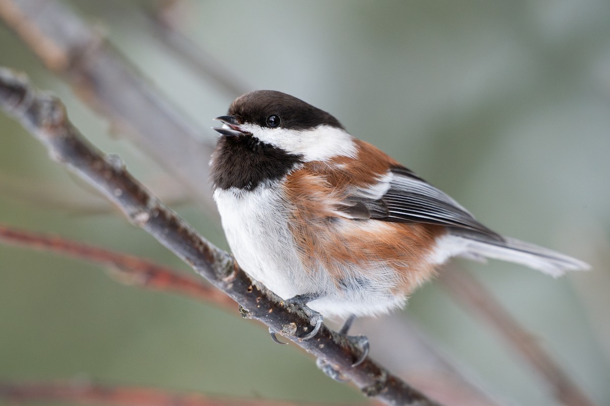 Chestnut-backed Chickadee - ML615872216