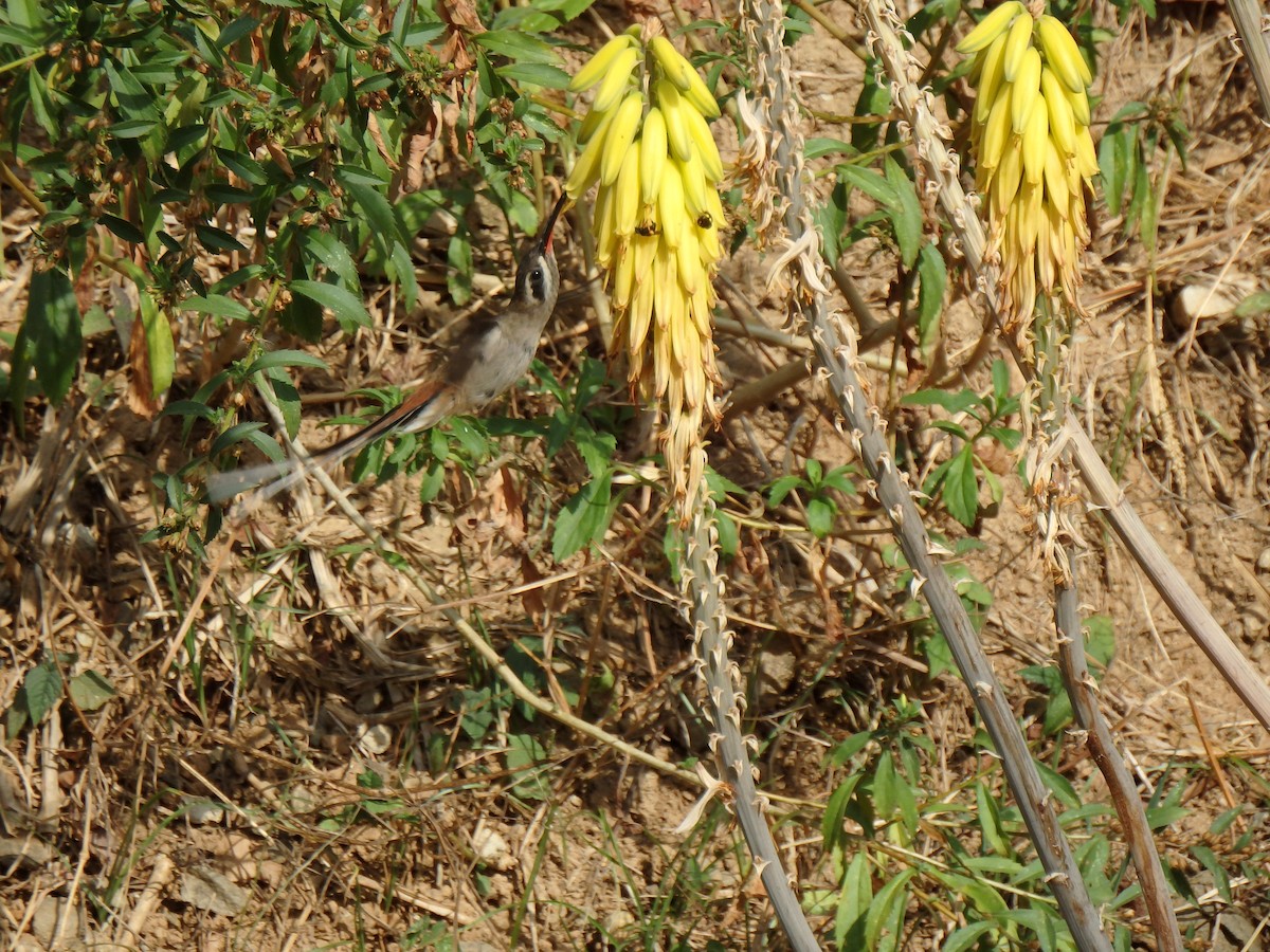 Серобрюхий колибри-отшельник - ML615872218
