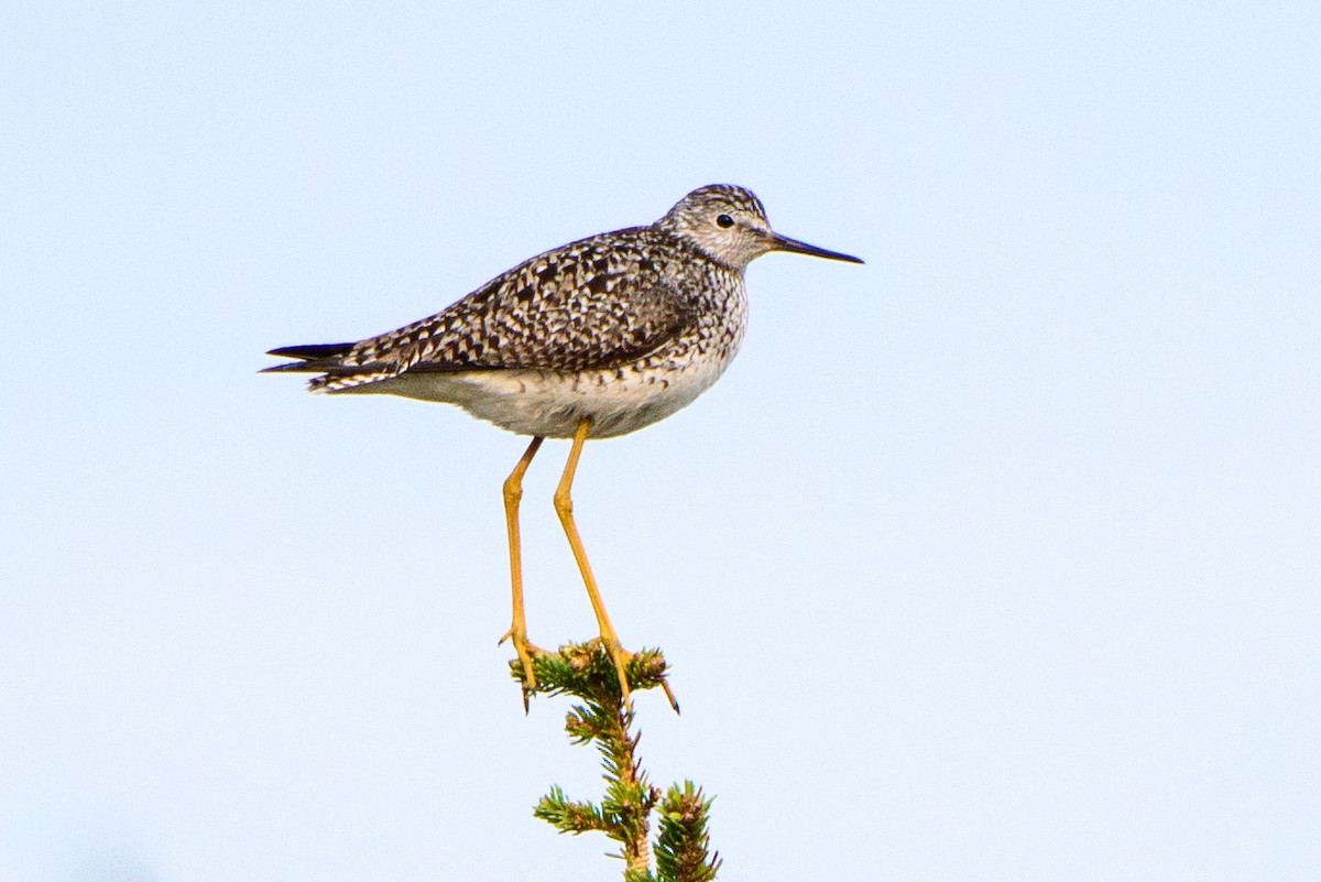 Lesser Yellowlegs - ML615872232