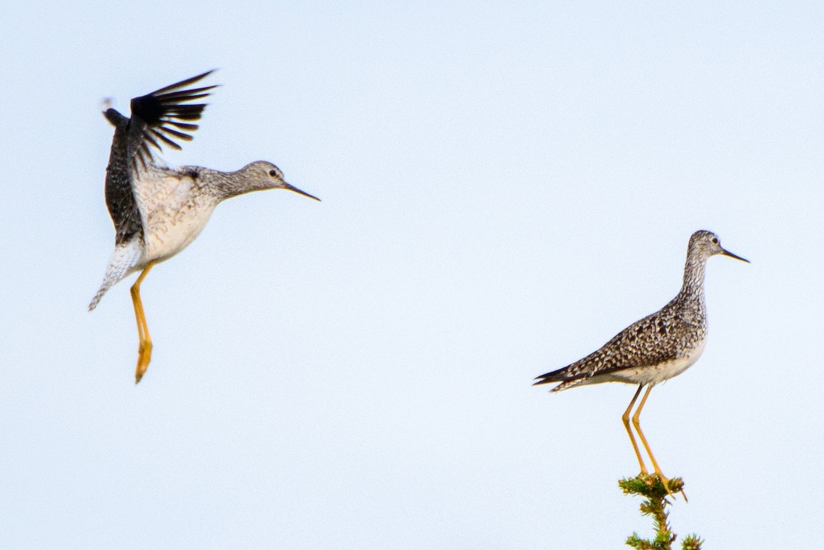 Lesser Yellowlegs - ML615872233