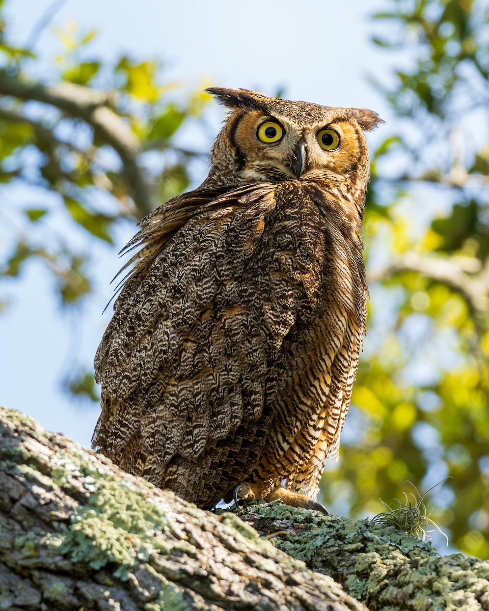 Great Horned Owl - Daniel Singer