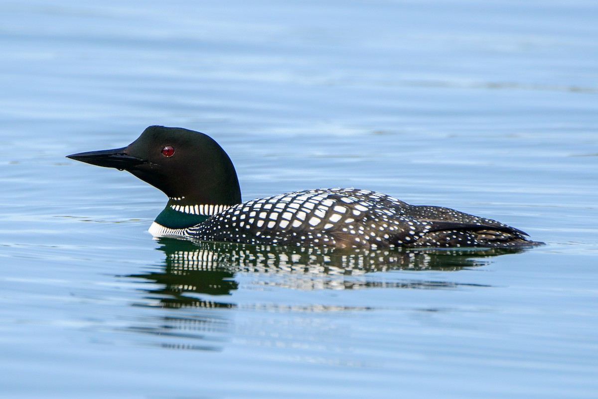 Common Loon - ML615872270