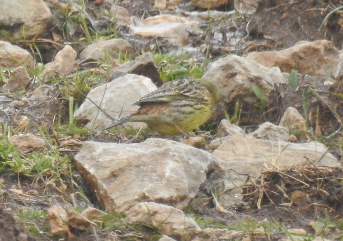 Yellowhammer - ML615872291