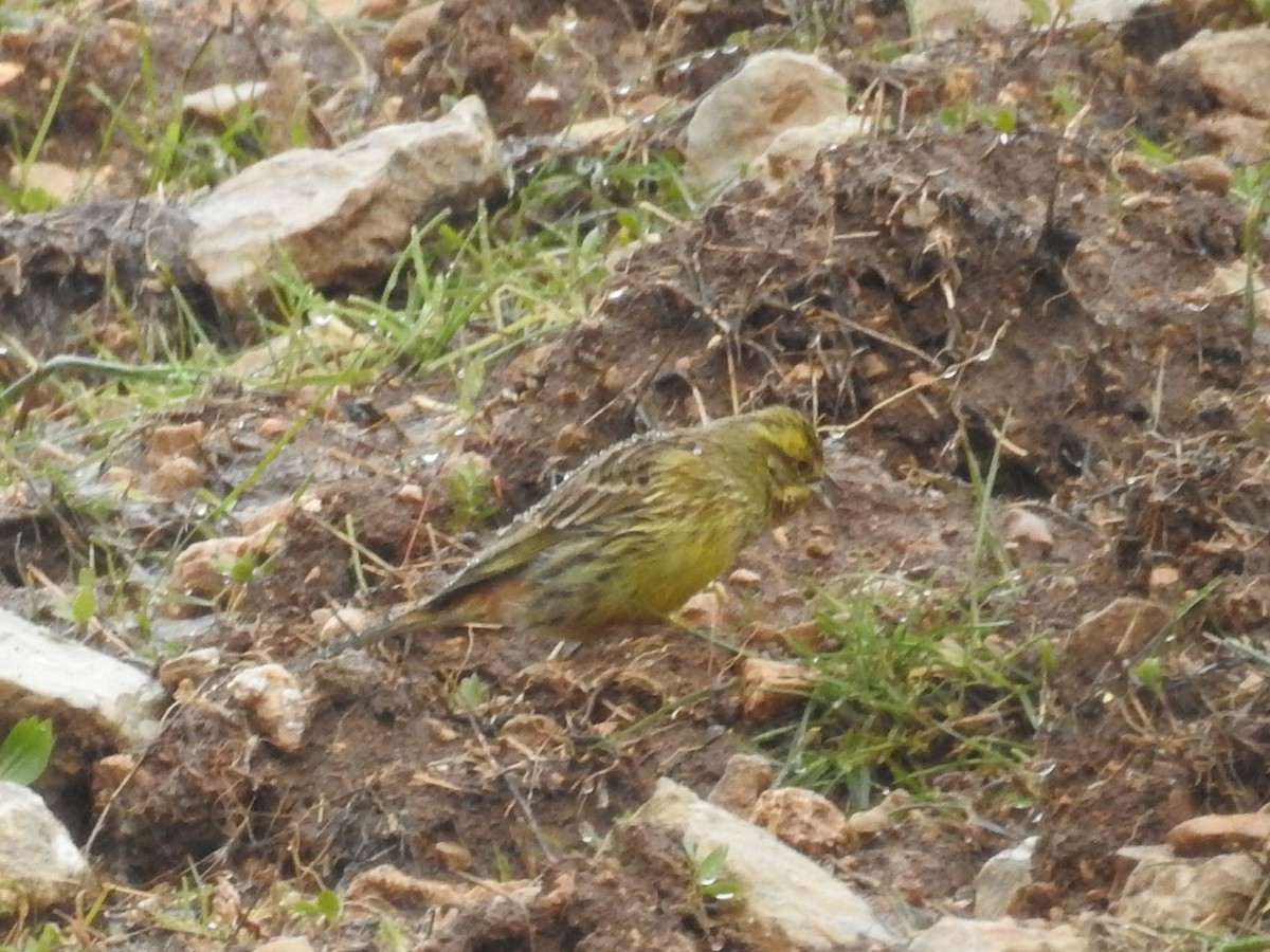 Yellowhammer - ML615872292