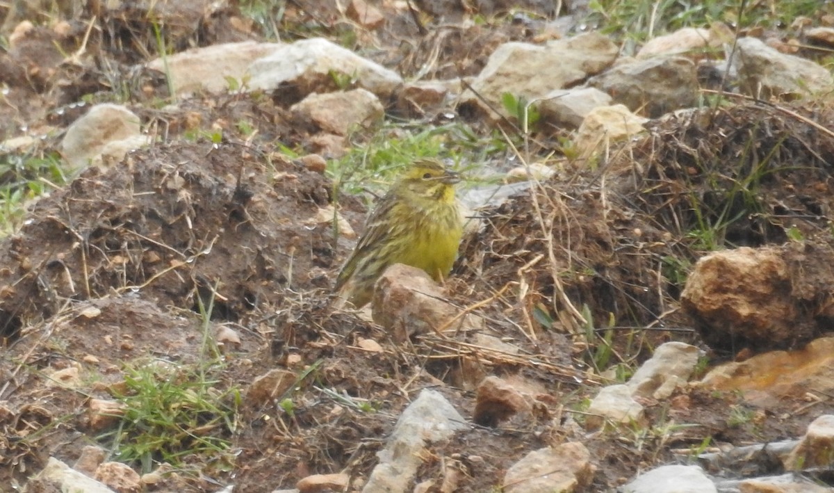 Yellowhammer - Jose luis Arriaza