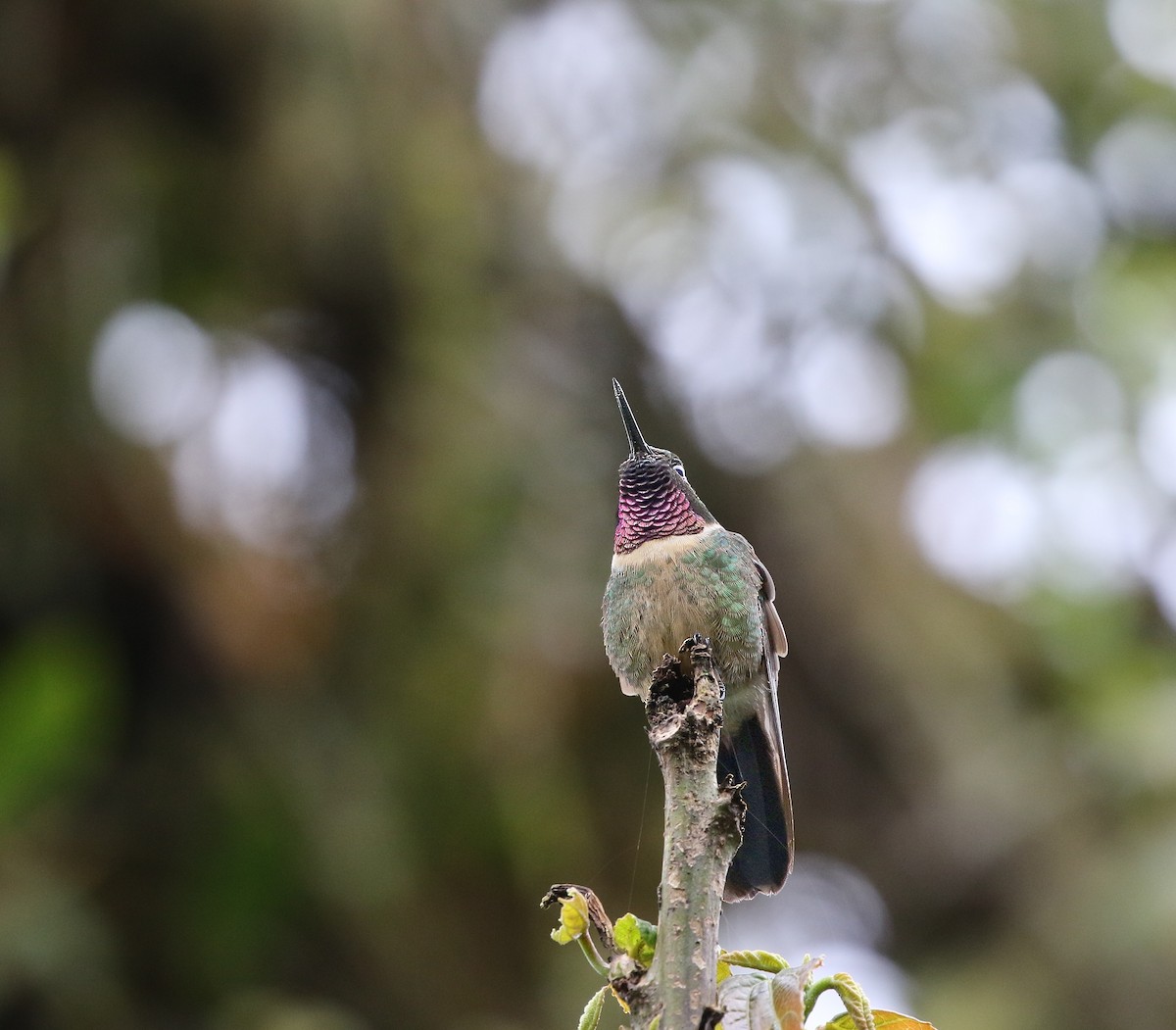 Amethyst-throated Sunangel - Richard Greenhalgh