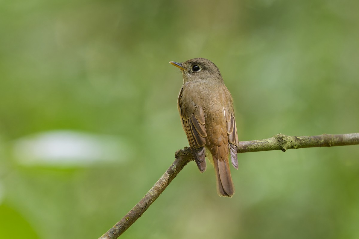 Brown-breasted Flycatcher - ML615872323