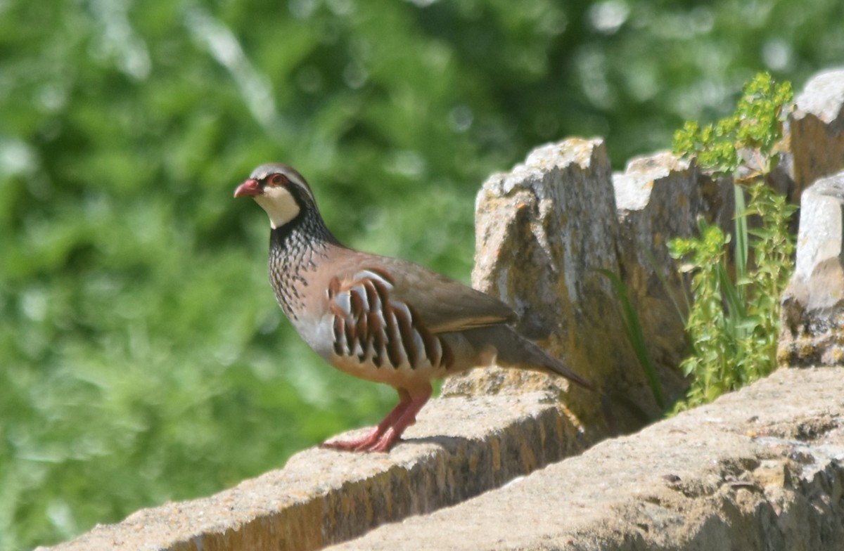 Red-legged Partridge - ML615872355