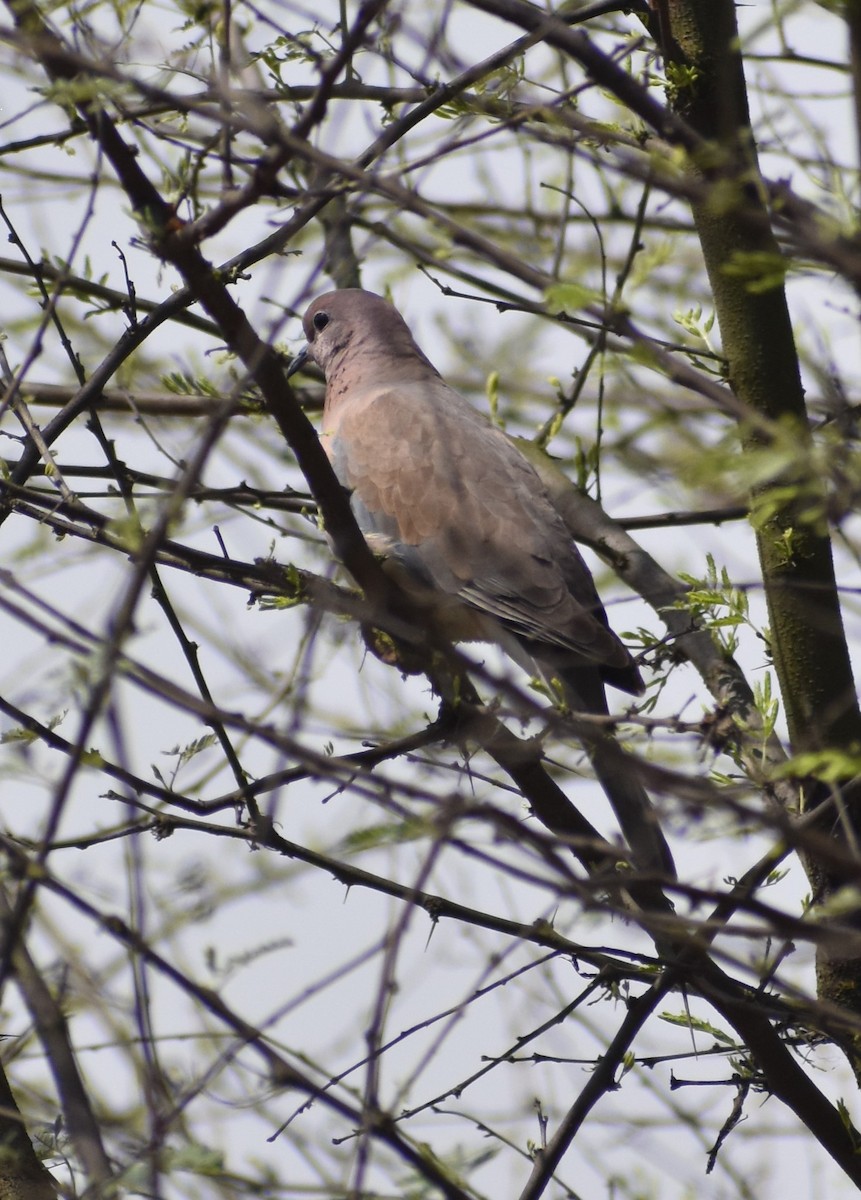 Laughing Dove - ML615872369