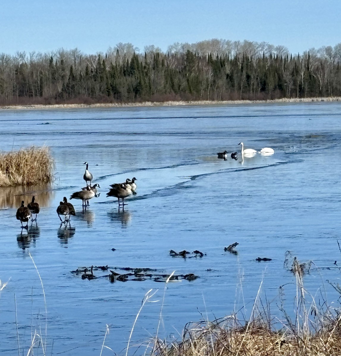 Trumpeter Swan - Linda Schwegman