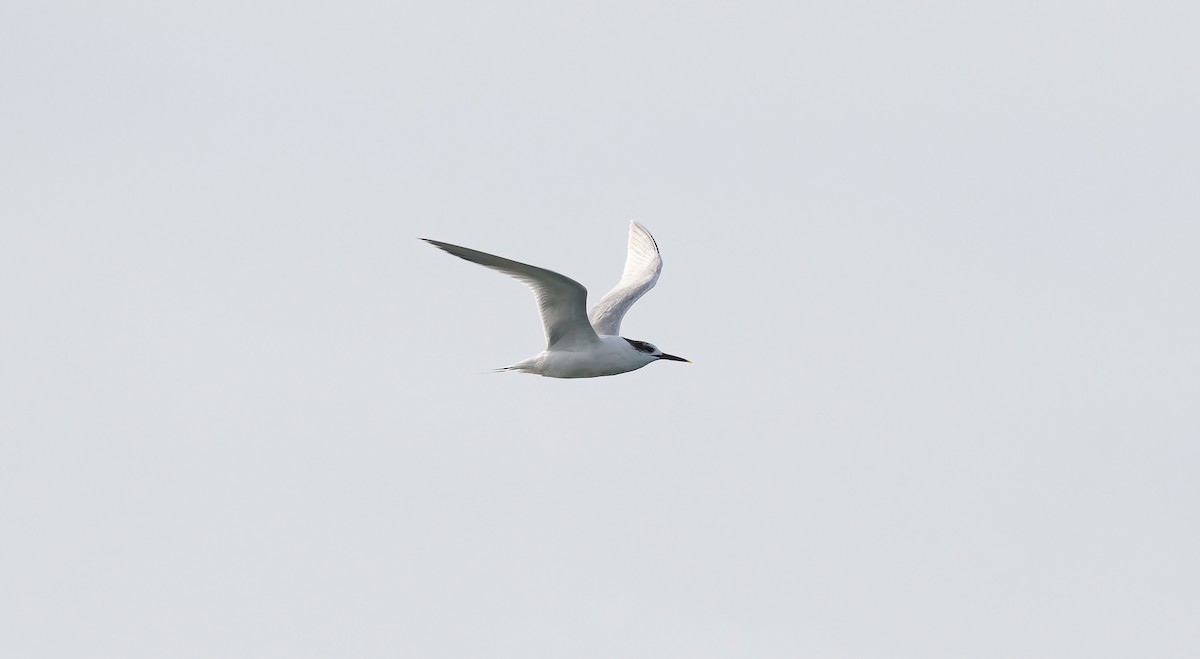 Sandwich Tern - ML615872397