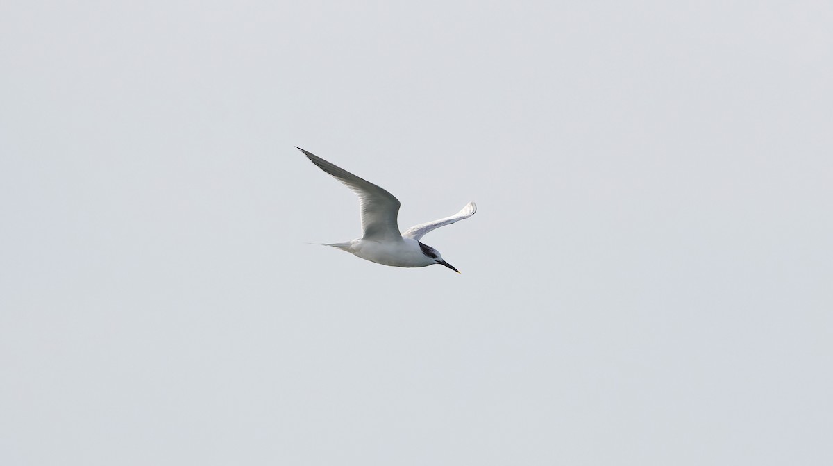 Sandwich Tern - ML615872401