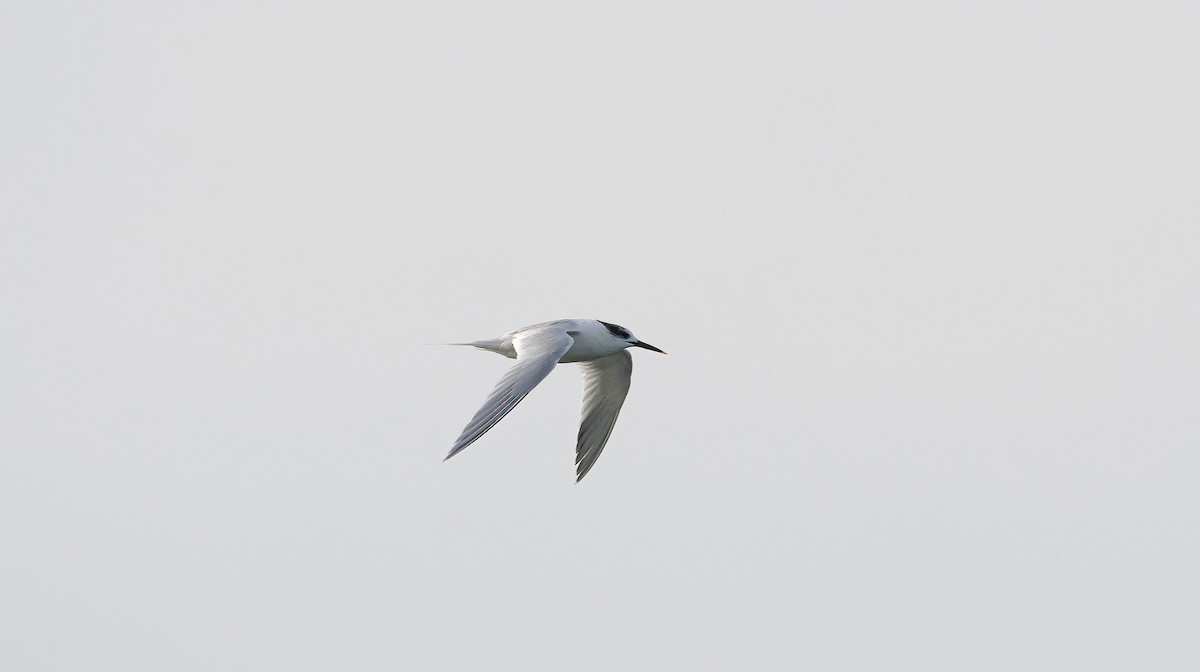 Sandwich Tern - ML615872402
