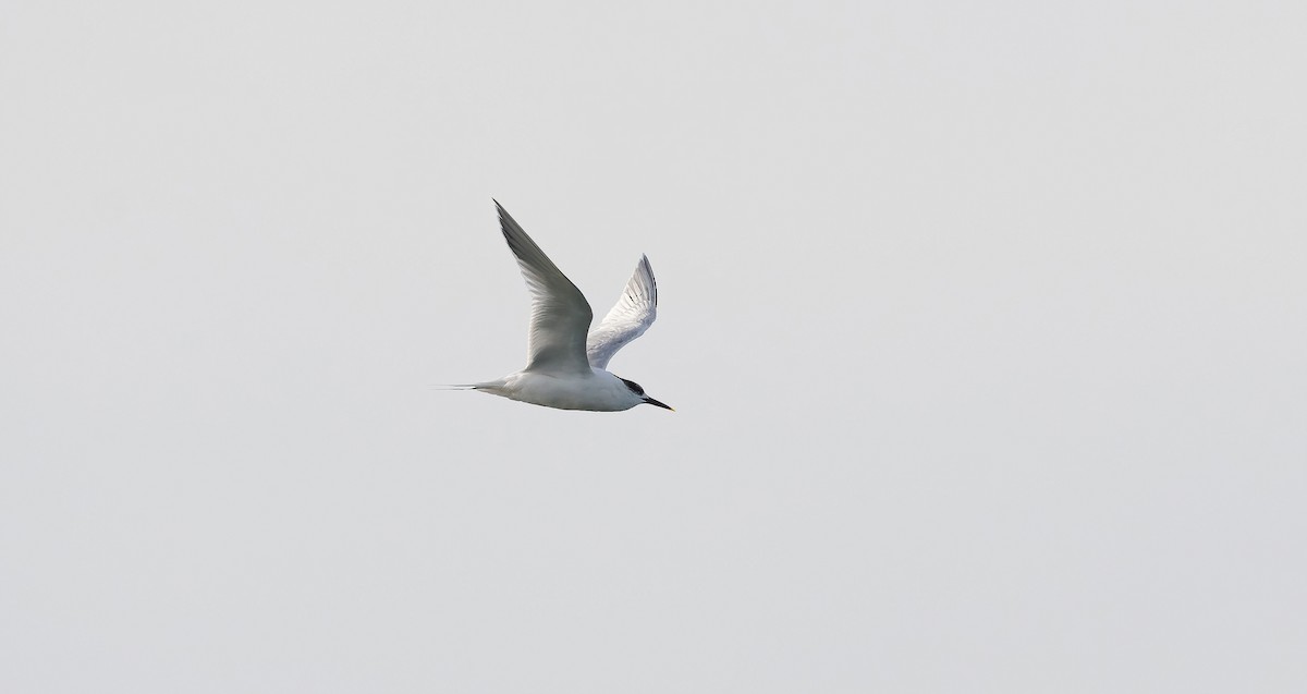 Sandwich Tern - ML615872404