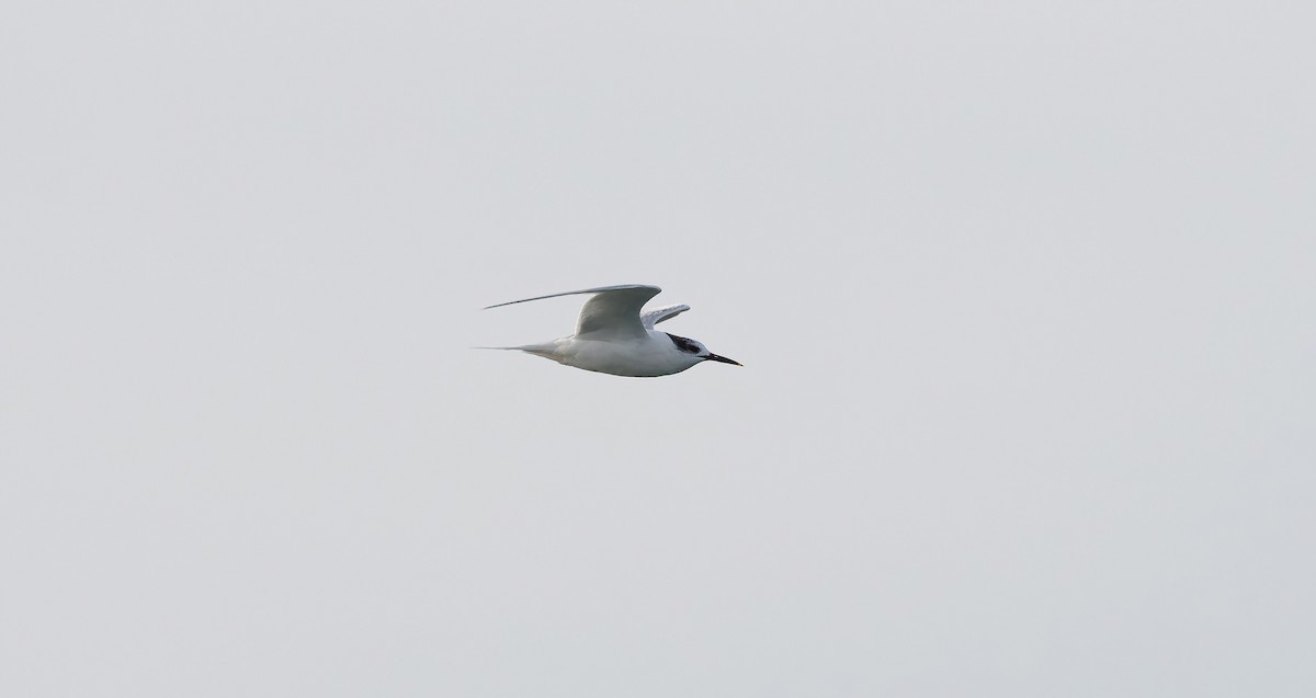 Sandwich Tern - ML615872406