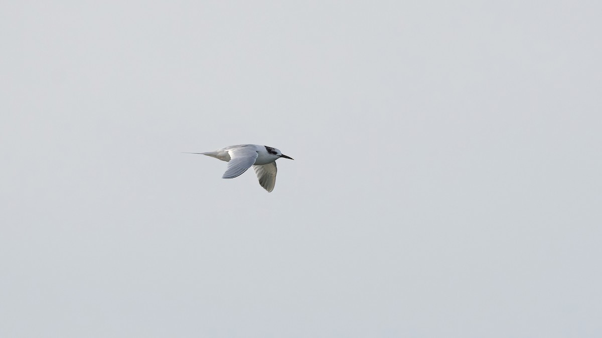 Sandwich Tern - ML615872407