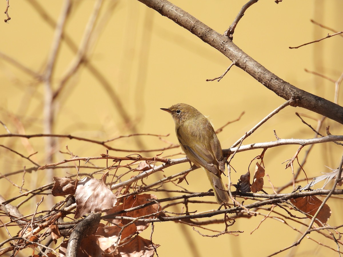Common Chiffchaff - ML615872420